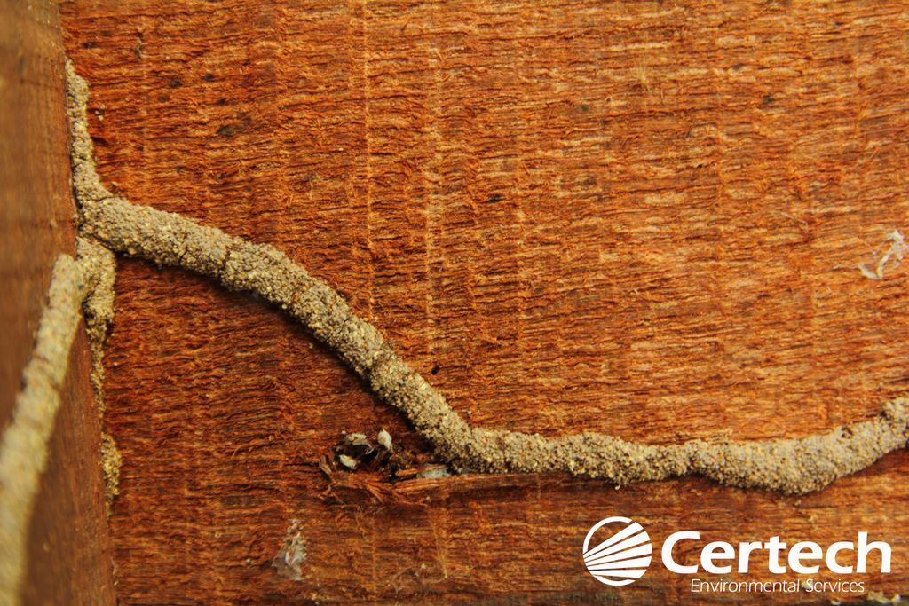 Subterranean Termite Tubes