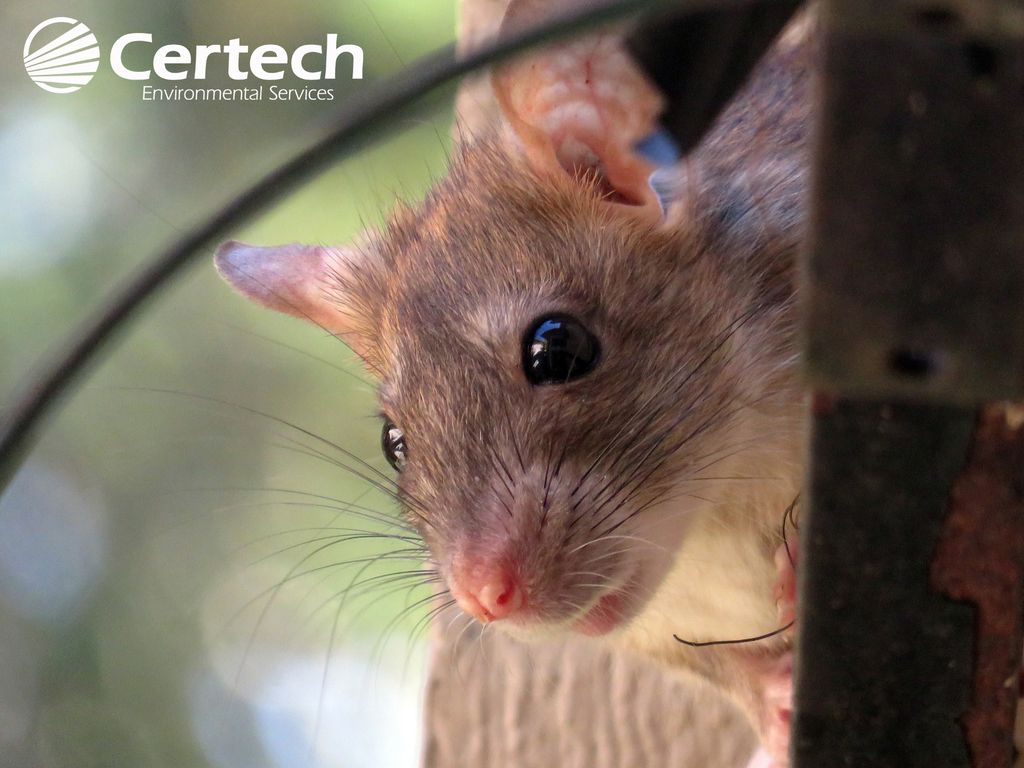 Rats, Mice, Squirrel Eradication