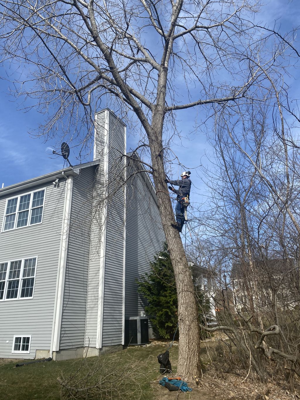 Tree Trimming and Removal