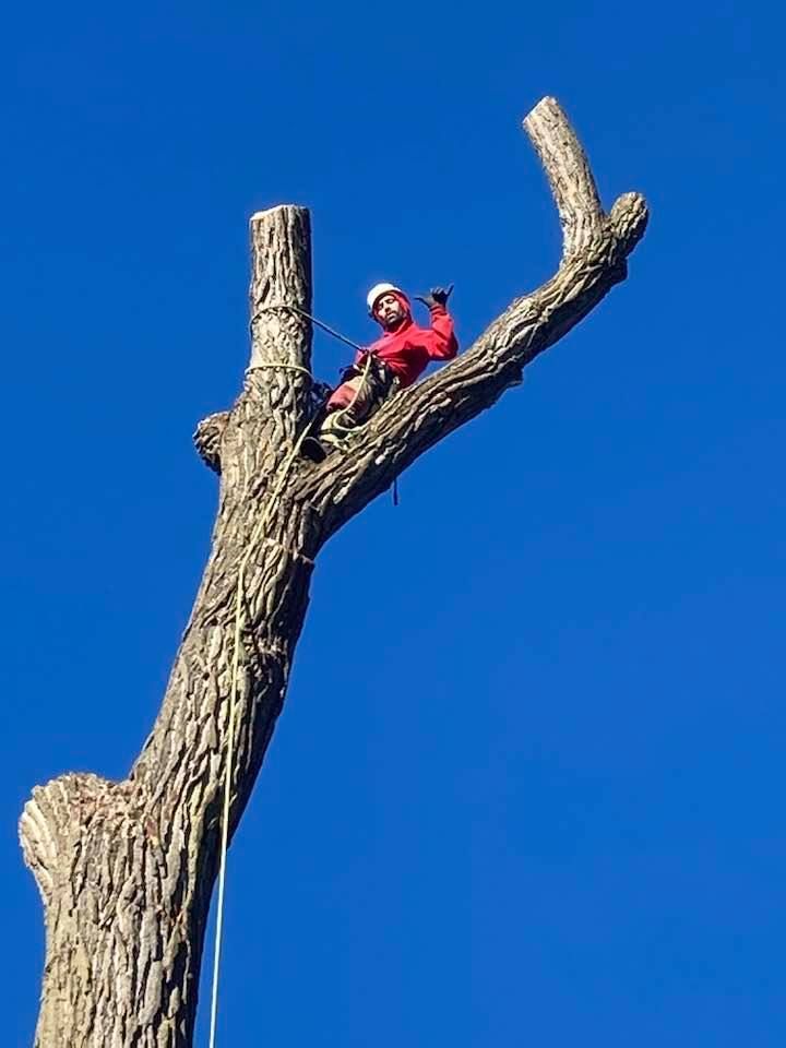 Hangin in the tree is where I like to be
