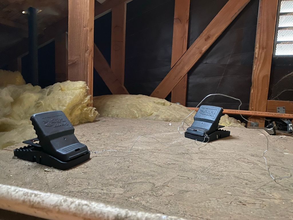 Rodent trapping in the attic 