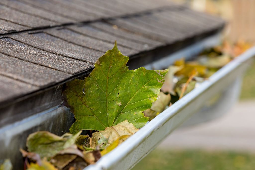 Gutters Full of leaves