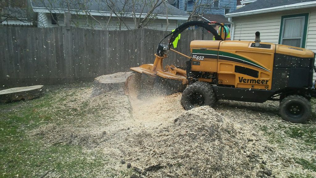 HUGE Stump During