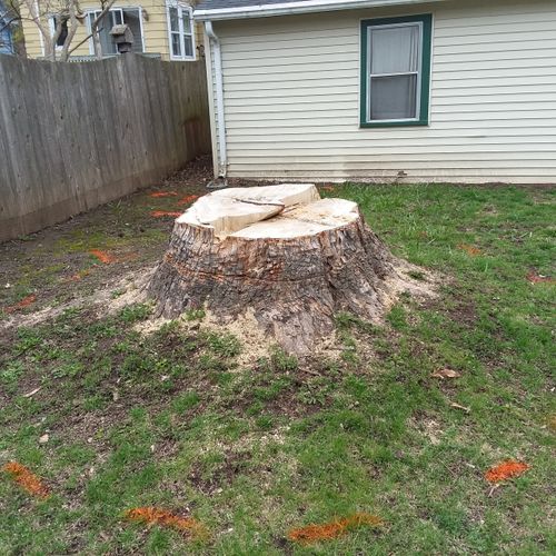 HUGE Stump Before