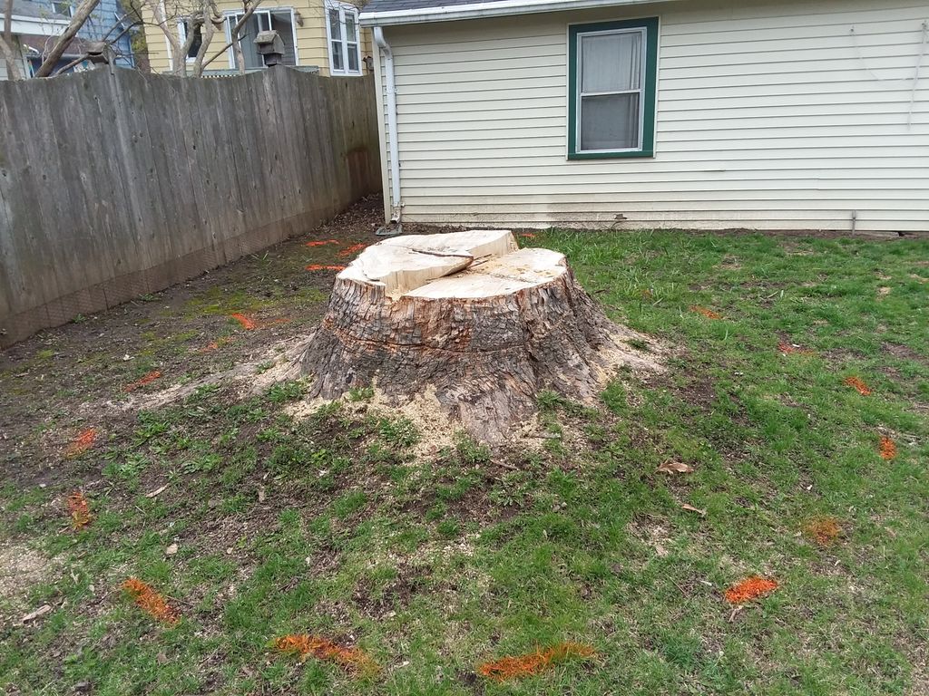 HUGE Stump Before