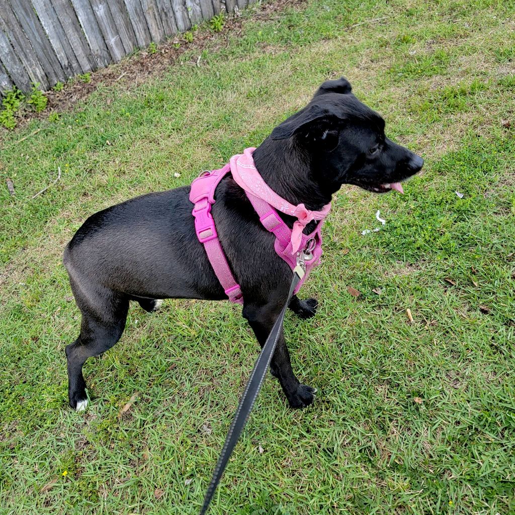 Jazzy's Pet Care LLC