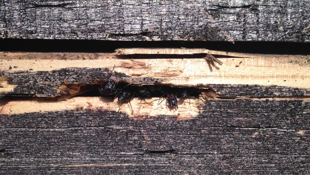 Carpenter ants