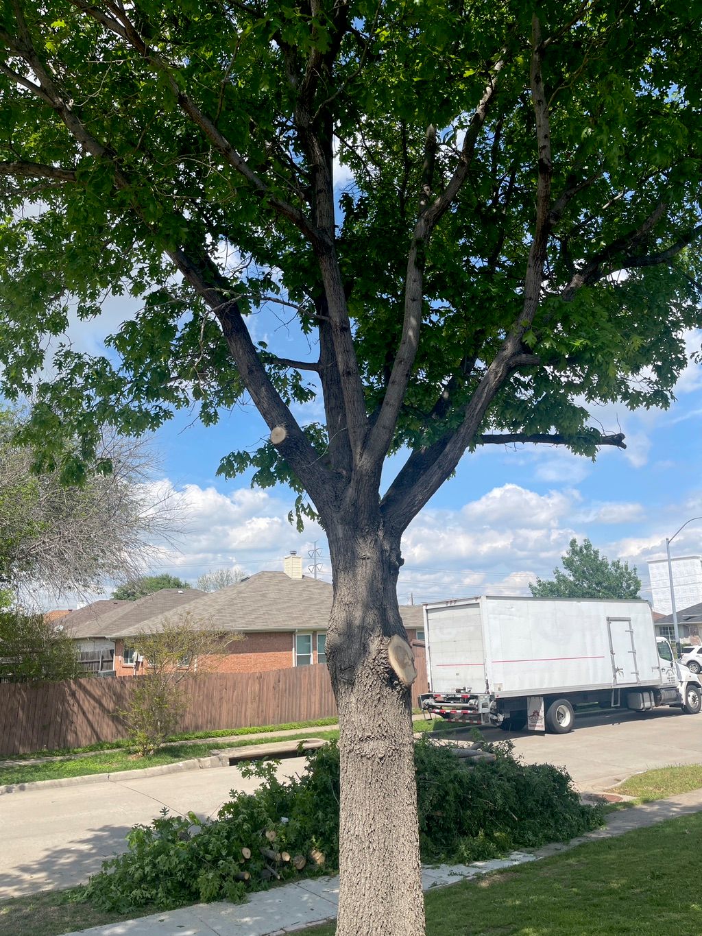 He did a great job with cutting down our tree bran