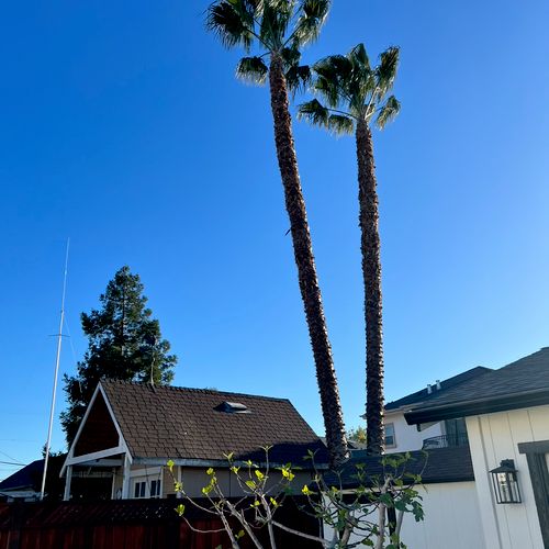 They did great job to help trim two tall palm tree