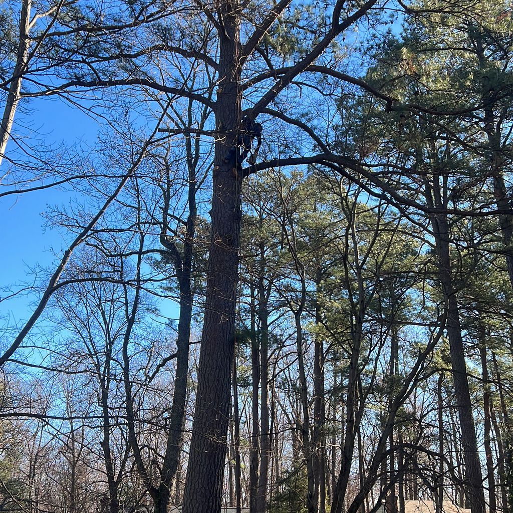 Moriah tree services Landscamping