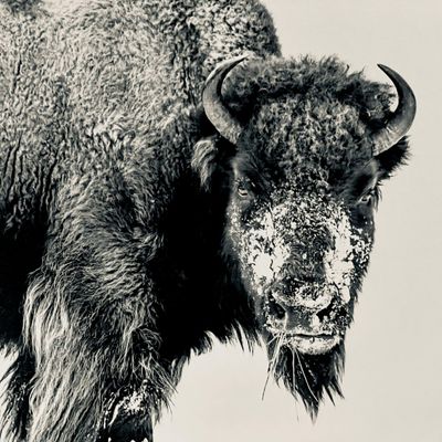 Avatar for BISON Fence & Construction LLC