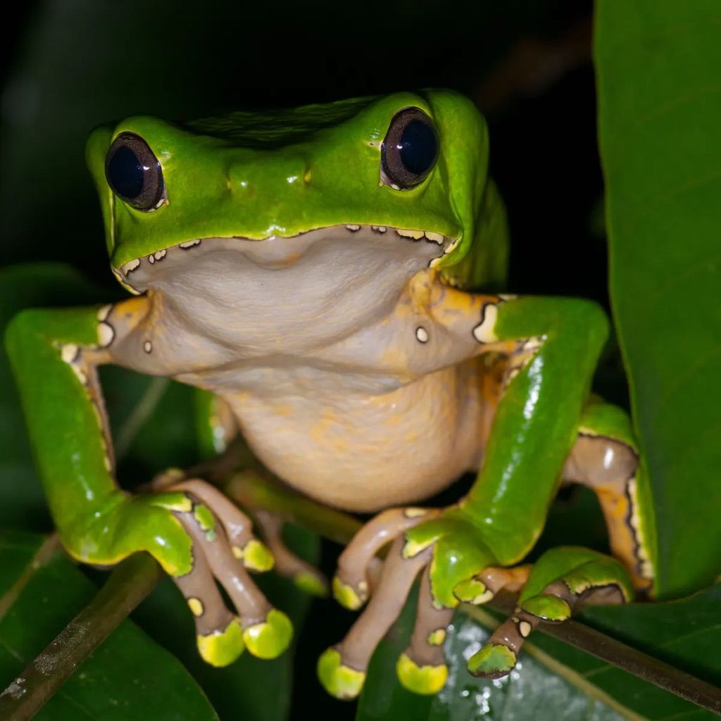 Kambo Frog