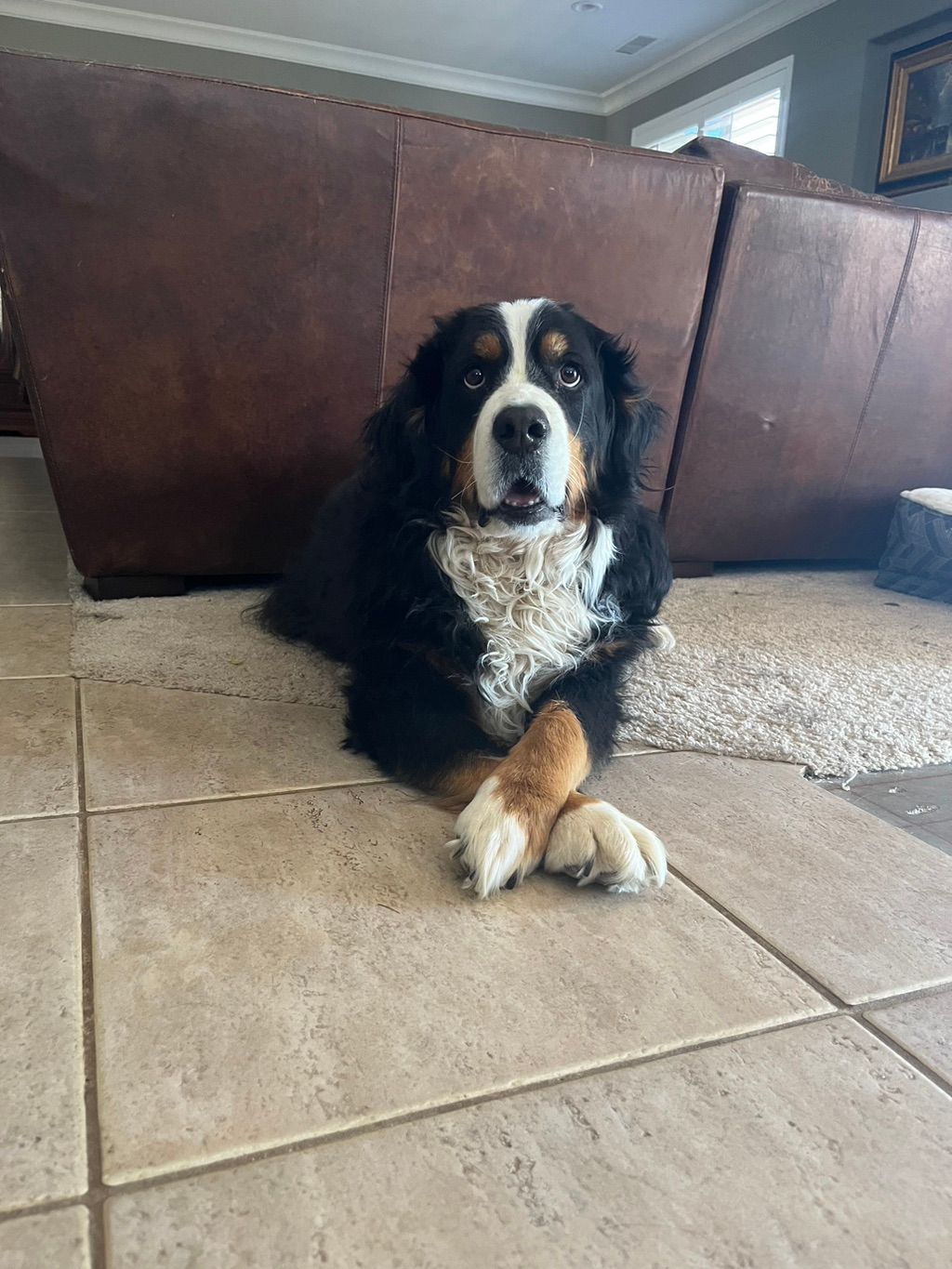 The always regal Vienna 