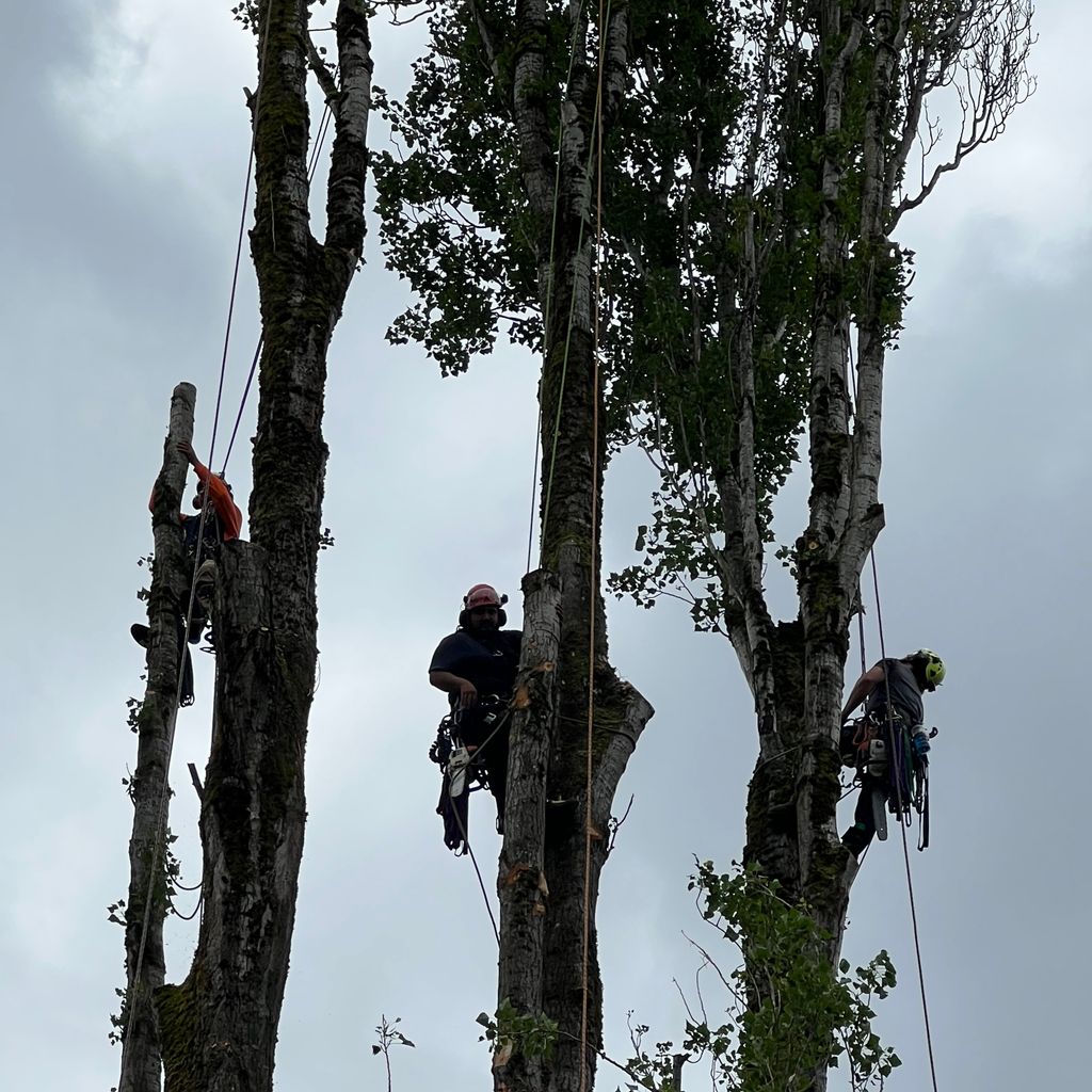 Hitman Tree