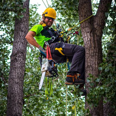 Avatar for Betterwest Tree Service
