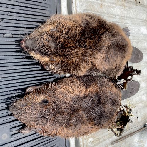 These beaver aren’t causing anymore damage in filb