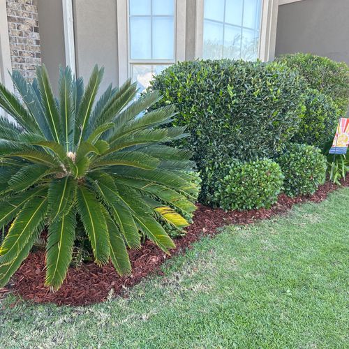 Lee did a fabulous job trimming my hedges and weed