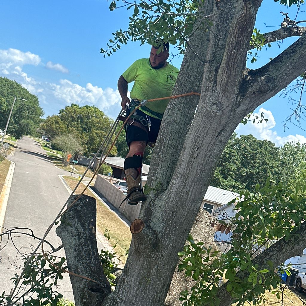 Premier tree service