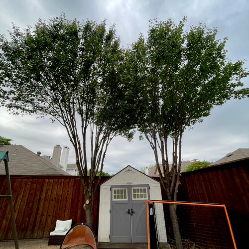 I recently hired Best Tree Service DFW for a tree 