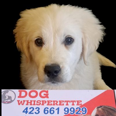 Avatar for Dog Whisperette