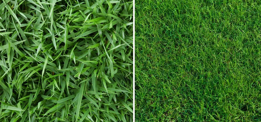 Zoysia grass (left) vs. Bermuda grass (right)