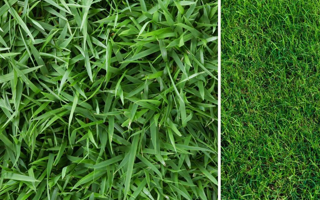 Zoysia grass vs. Bermuda: What’s best for your lawn?