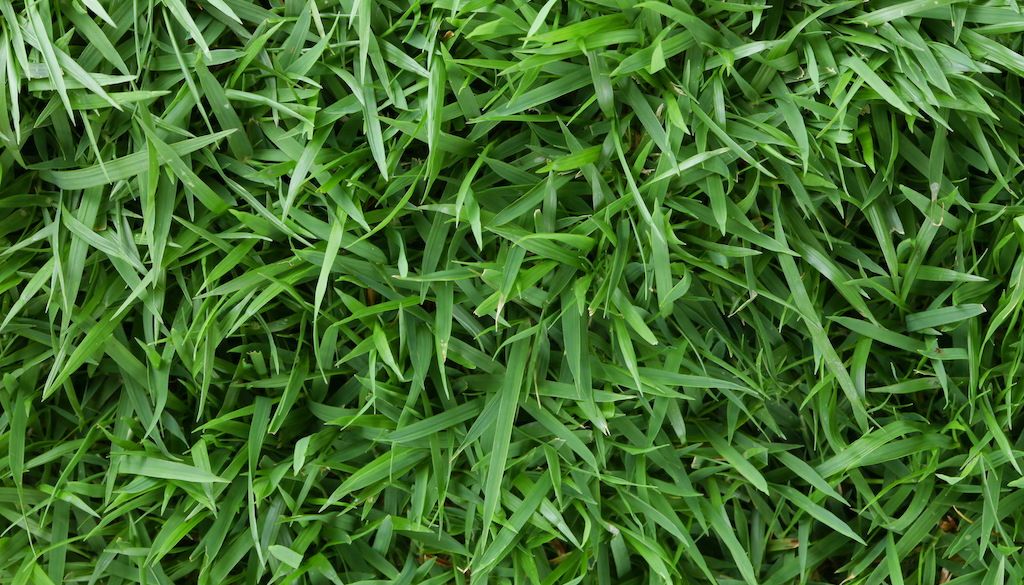 zoysia grass blades