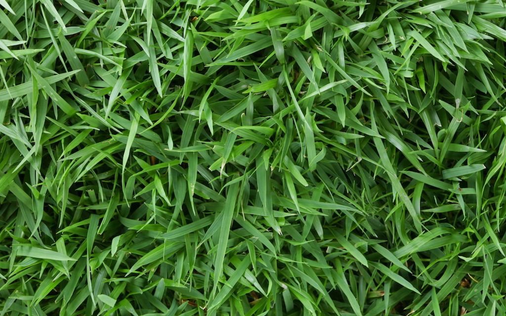 Zoysia grass vs. Bermuda: What’s best for your lawn?
