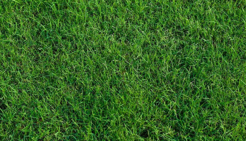 bermuda grass blades