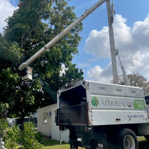 Excelent job trimming a very tall mango tree using