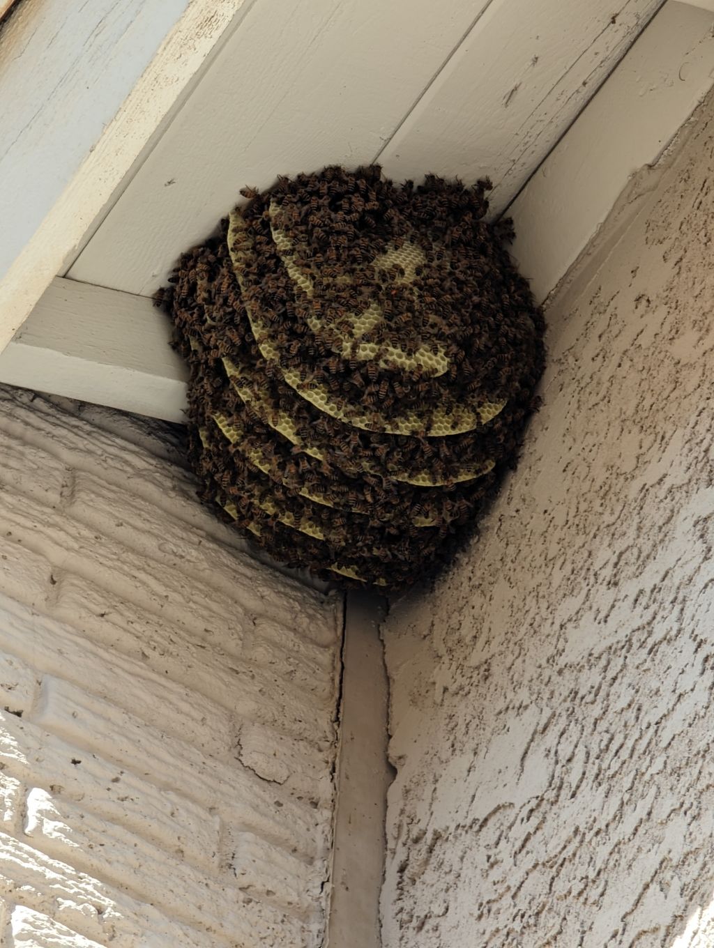 Bee Treatment exterior roof eaves.