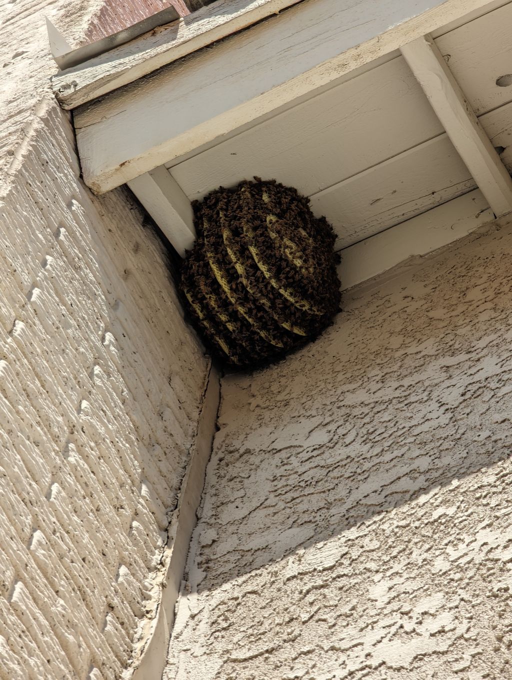 Bee Treatment exterior roof eaves.