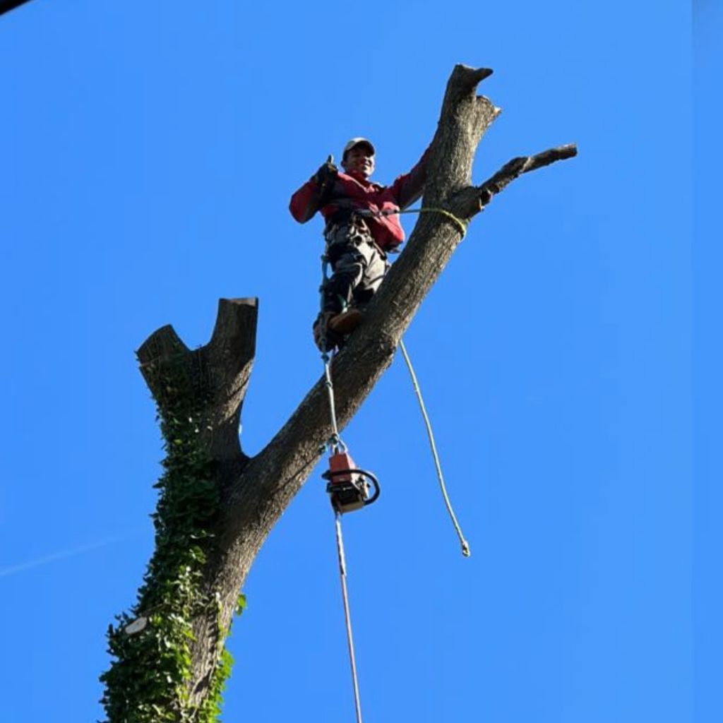 Ak tree service