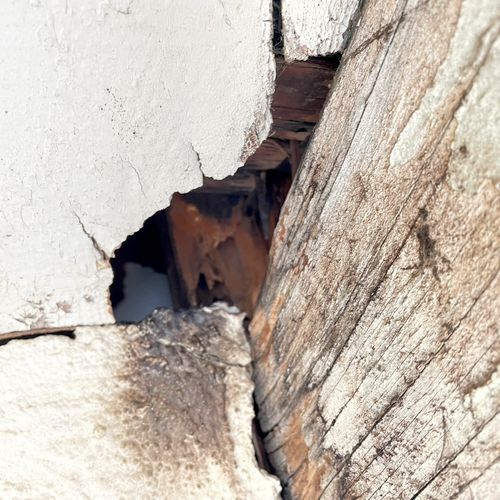 Termite damage which created a rodent entry point.