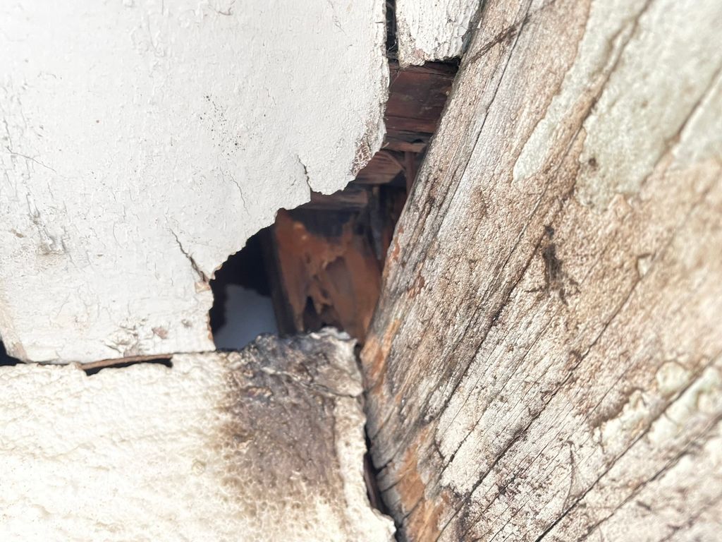 Termite damage which created a rodent entry point.