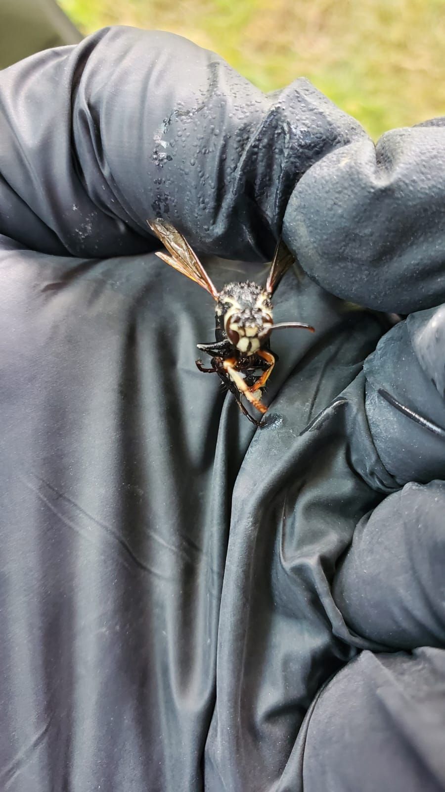 Wasp & carpenter bees are a thing of beauty