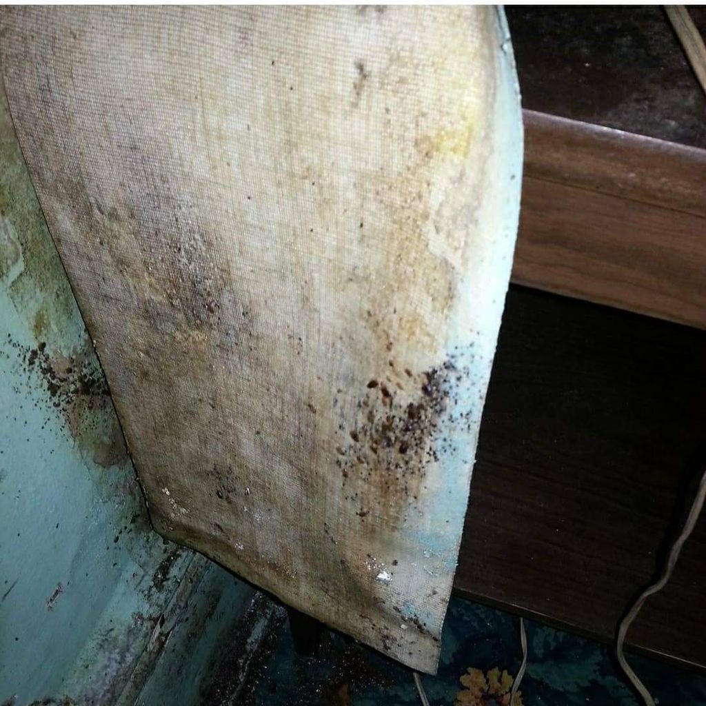 Bedbugs in the wall. Found You!!
