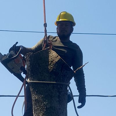 Avatar for M Care Trees And Shrubs