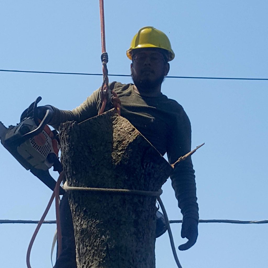M Care Trees