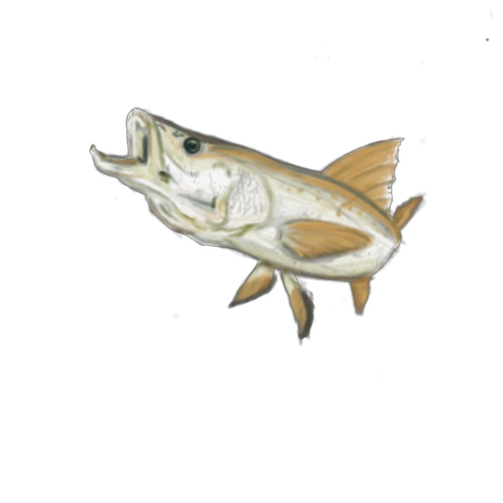 T Shirt design: Snook was drawn  in digital format
