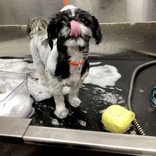 I requested a very last minute grooming and they h