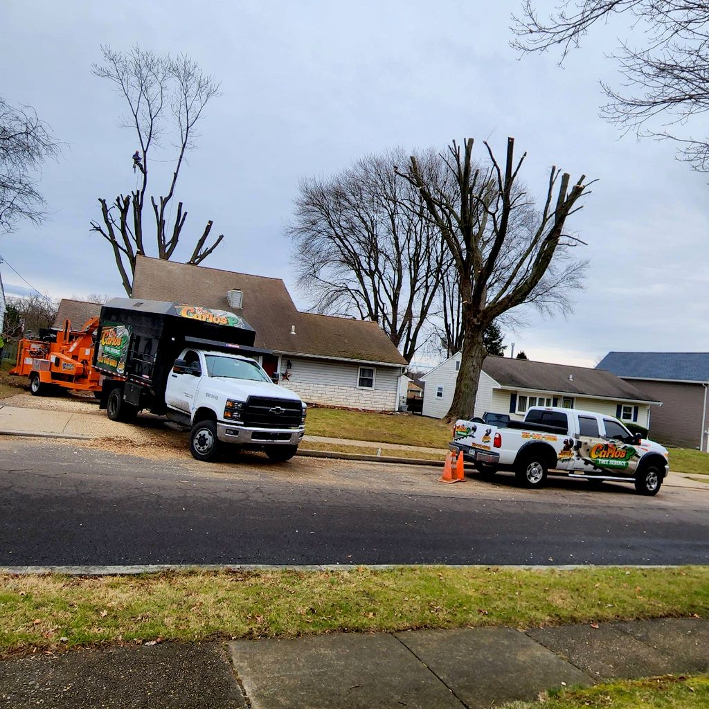 Carlos P Tree Service Llc