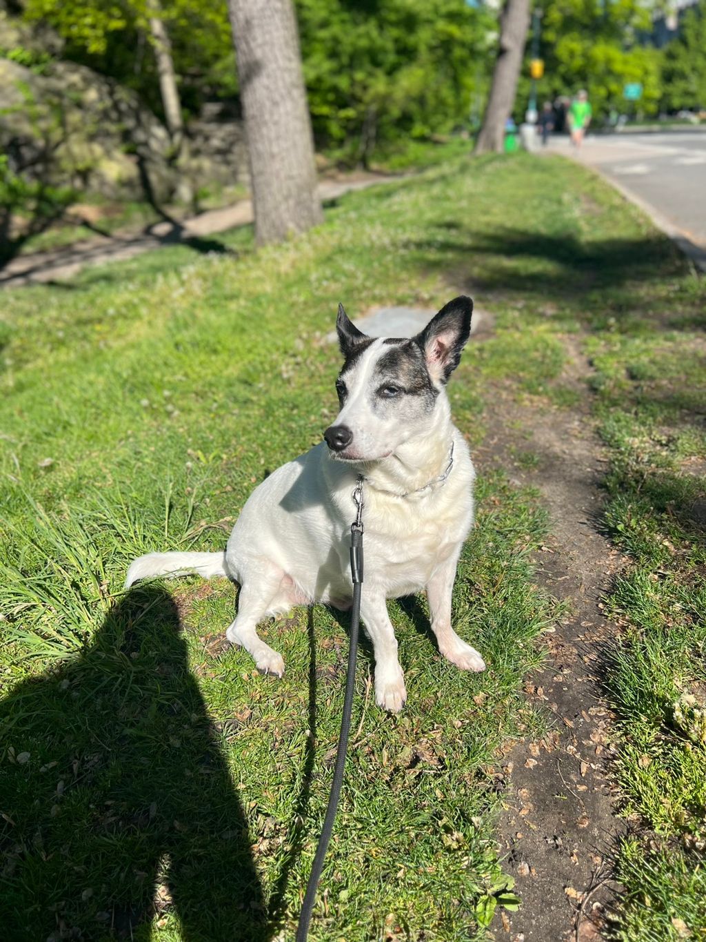Hello my name is Max, I Get treats before and afte