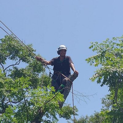 Avatar for Donoso tree service