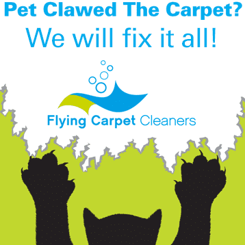 Avatar for Flying Carpet Cleaners ,LLC