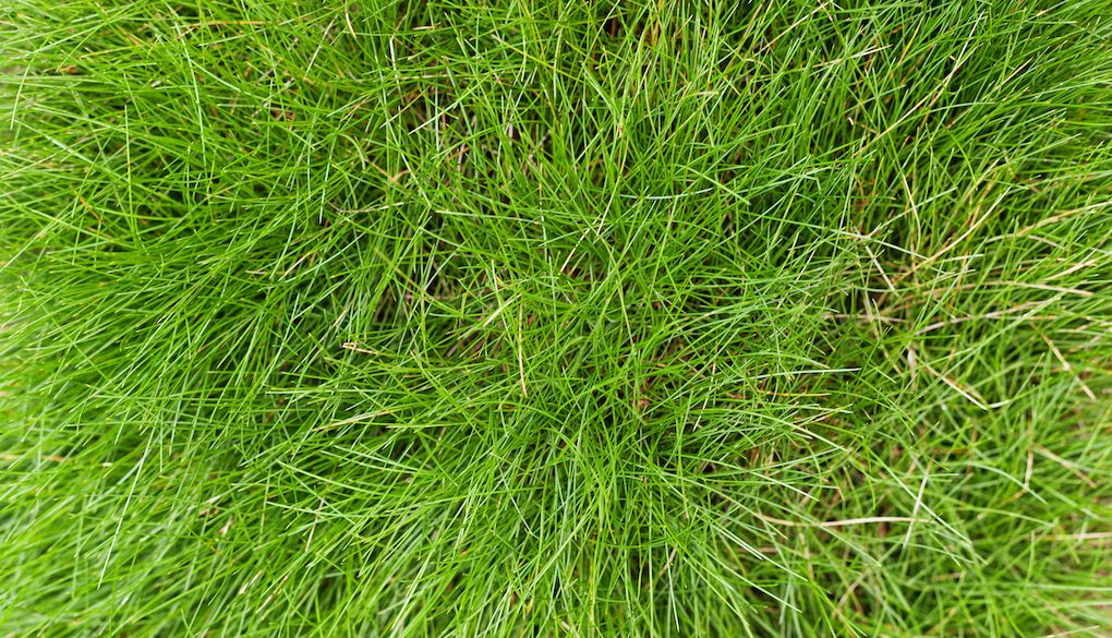 fescue grass blades