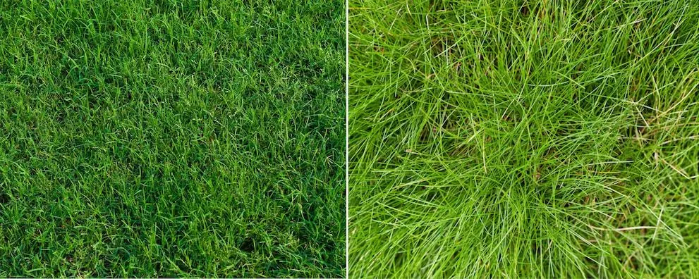 bermuda vs fescue grass types