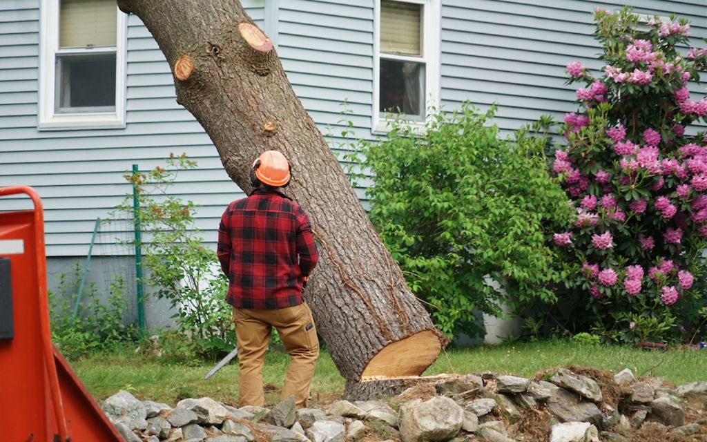 How to negotiate tree removal (and save money).