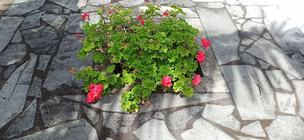 lack basalt stone around flower plant outside