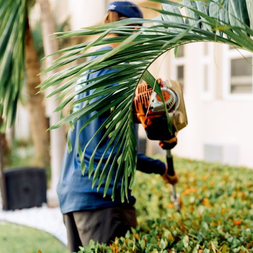 trimming hedges